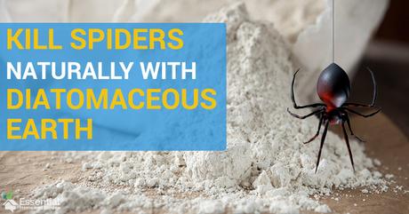 Use Diatomaceous Earth To Kill Spiders Naturally