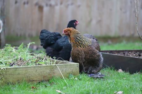 Guide to Keeping Chickens – Housing Your Chickens