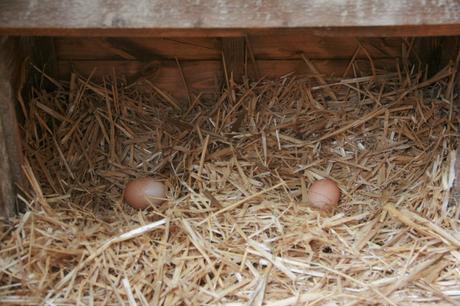 Guide to Keeping Chickens – Housing Your Chickens