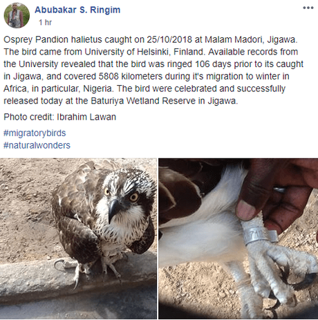 Mysterious Bird Flies from Finland to Nigeria, Caught in Jigawa (Photos)