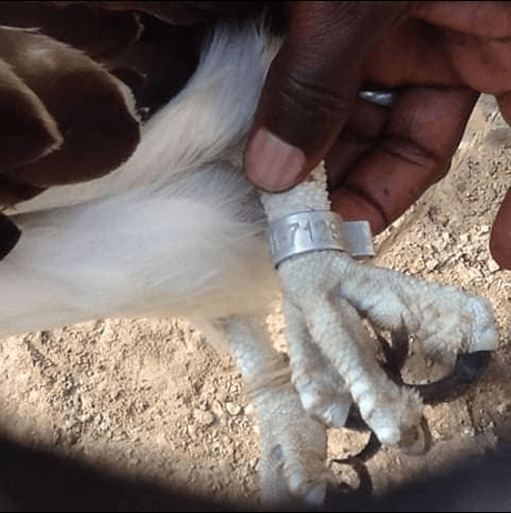 Mysterious Bird Flies from Finland to Nigeria, Caught in Jigawa (Photos)