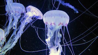 Image: Jellyfish at Ozeaneum Stralsund, by Dieter_G on Pixabay