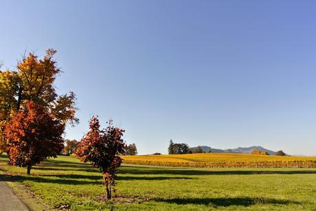 autumn in portland