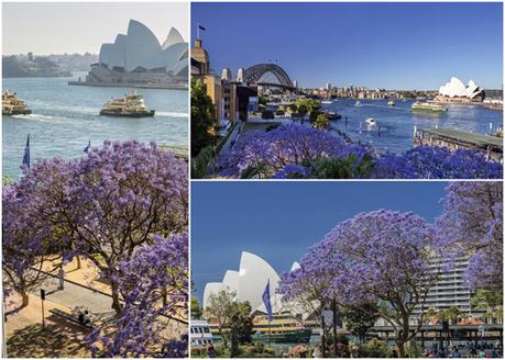 Wana Join Me To See The Jacaranda Blossoms In Sydney?