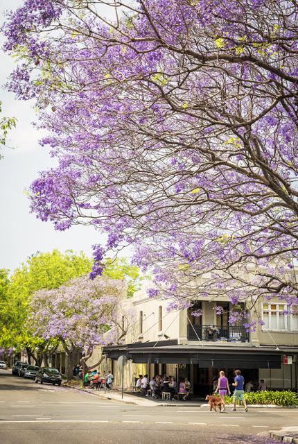 Wana Join Me To See The Jacaranda Blossoms In Sydney?