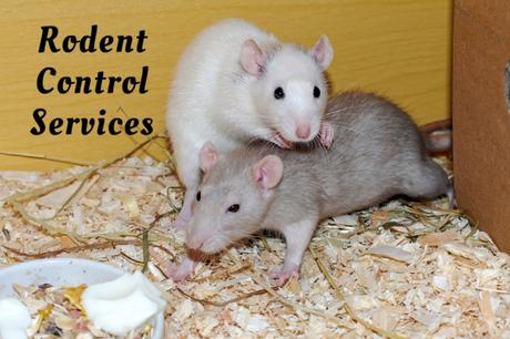 Significant Prep Steps for Effectual Rodent Control Services