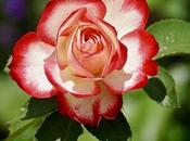 Health Benefits Rose Petals, Water,