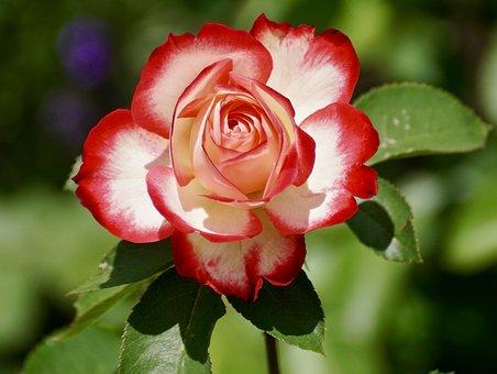 Health Benefits of Rose petals, Rose water, Rose oil