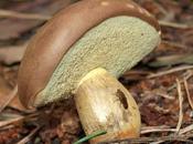 Spotlight: Bolete
