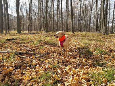 Safe Hiking During Hunting Season