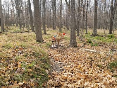 Safe Hiking During Hunting Season