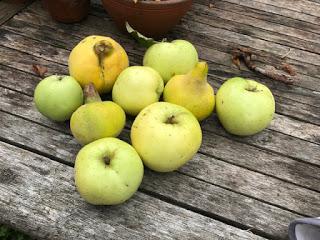 Tree Following November 2018 - Quince Crumble