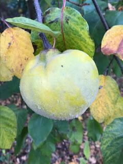 Tree Following November 2018 - Quince Crumble