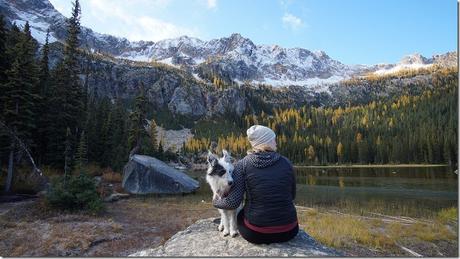 How to Travel with an Emotional Support Animals?