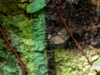 Spot the spider (Bergen Arches)