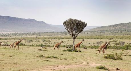 Giraffen in West Kilimanjaro