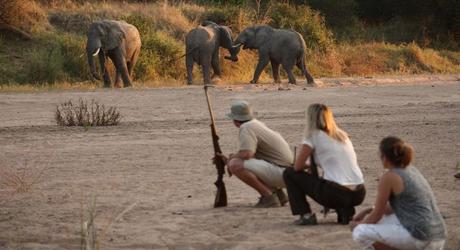 Enchanting Travels - Tanzania Tours - Ruaha Hotel - Jongomero - Get upclose and personal with walking safaris at Ruaha