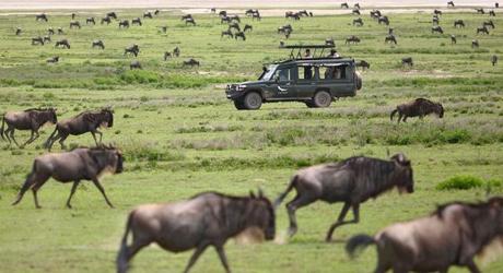 Große Tierwanderung in der Serengeti
