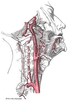 Friday Q&A: Carotid Artery Stents, Baroreceptors, and Inverted Poses