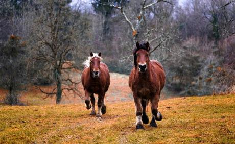 Horses, Animals, Nature, Horse, Equine, Mane, Farm