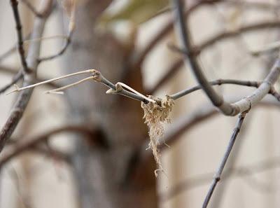 My boxelder finally accepts the inevitable …