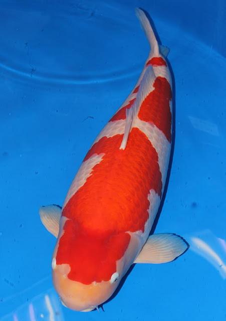 Fish, how much ! ~ costliest Koi Carp at 203 million Yen !!