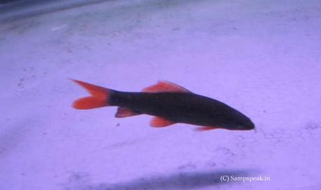 Fish, how much ! ~ costliest Koi Carp at 203 million Yen !!