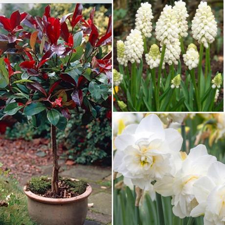 Adding colour to beds and borders by planting flowerbulbs