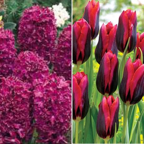 Adding colour to beds and borders by planting flowerbulbs