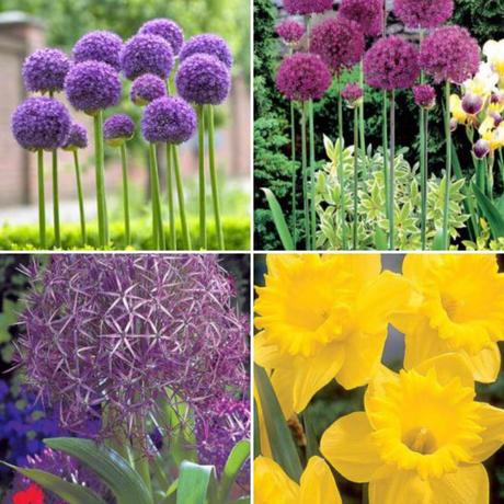 Adding colour to beds and borders by planting flowerbulbs
