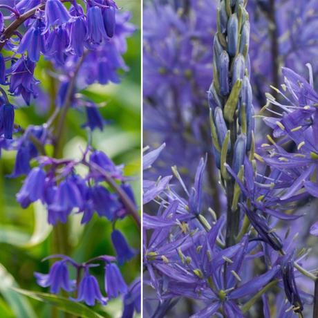 Adding colour to beds and borders by planting flowerbulbs