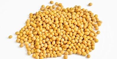 'HSSC' ~ Soy bean in transit - what constitutes 'inherent vice' !!