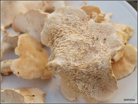 Top 10 easy-to-identify edible mushrooms