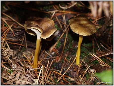 Top 10 easy-to-identify edible mushrooms