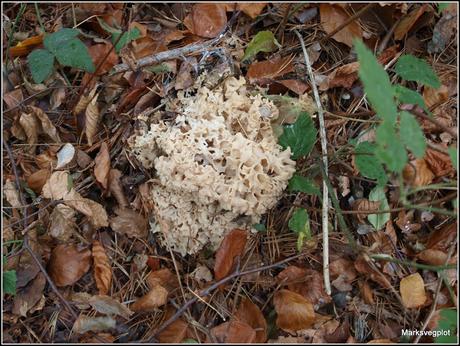 Top 10 easy-to-identify edible mushrooms