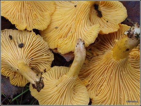 Top 10 easy-to-identify edible mushrooms