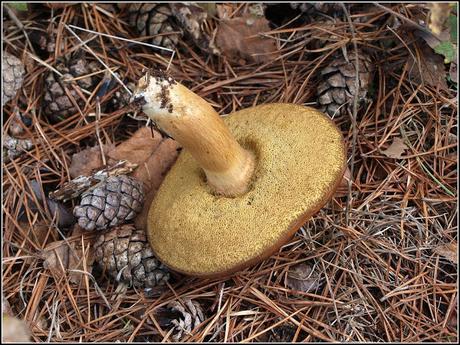 Top 10 easy-to-identify edible mushrooms