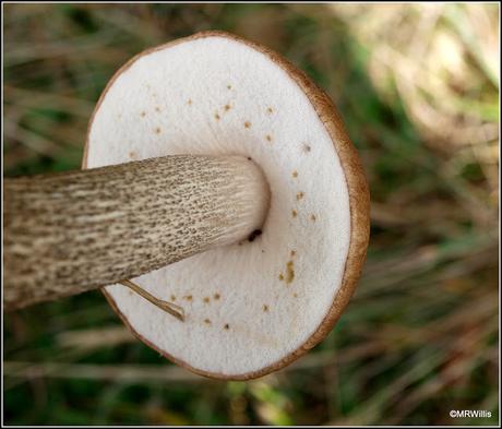 Top 10 easy-to-identify edible mushrooms