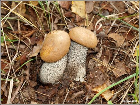 Top 10 easy-to-identify edible mushrooms