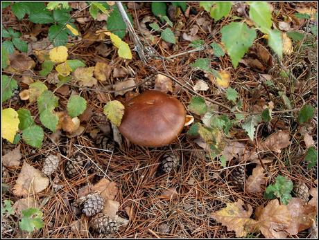 Top 10 easy-to-identify edible mushrooms