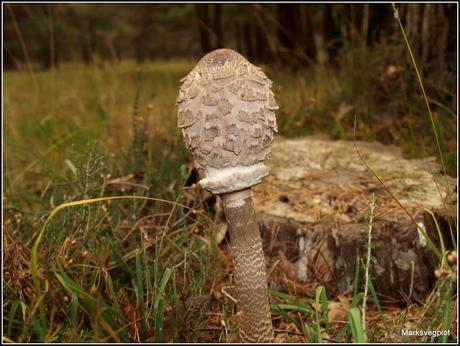 Top 10 easy-to-identify edible mushrooms