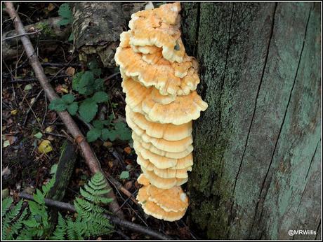 Top 10 easy-to-identify edible mushrooms