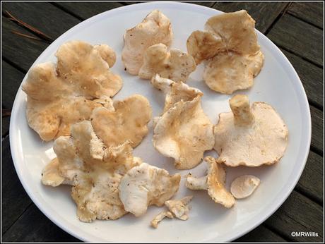 Top 10 easy-to-identify edible mushrooms