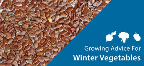 Winter Vegetables Growing Guide