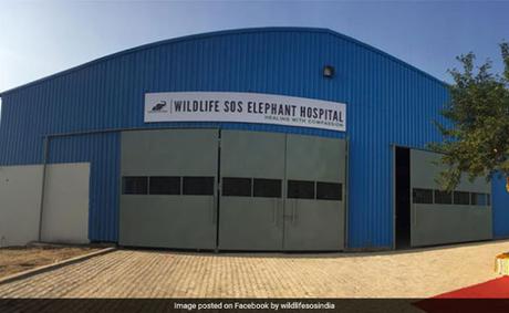 tuskless African elephants ~  facility for treatment at Mathura