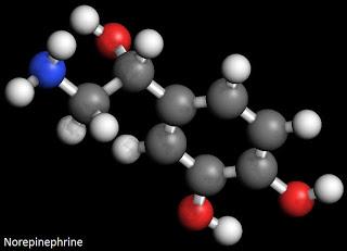 What Is Norepinephrine – Its Functions, Production In The Body, Epinephrine Deficiency And Excesses.