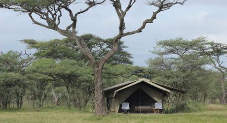 Incredible African Serengeti: In the Safari State of Mind