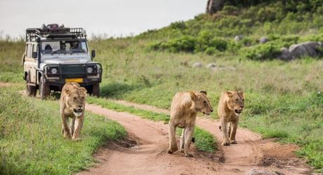 Enchanting Travels Lionesses walk along the road against the backdrop of a car with tourists. Africa. Tanzania. Serengeti National Park