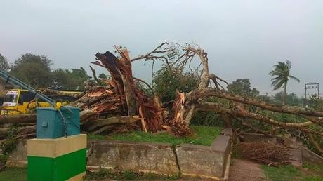 Cyclone 'Gaja' has caused devastation in parts of Tamil Nadu