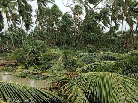Cyclone 'Gaja' has caused devastation in parts of Tamil Nadu